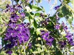 Image result for Duranta erecta