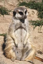 Giraffe Erdmannchen Und Co Im Opelzoo Opel Zoo Zoo Erdmannchen