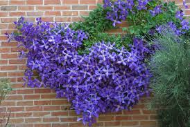 Check spelling or type a new query. How To Prune A Clematis Thompson Morgan