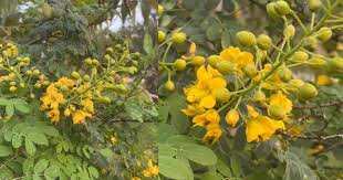 To increase humidity, run a humidifier, mist your plant every other day, or place it on a saucer of pebbles with a little water added. Mexican Bird Of Paradise Care How To Grow Caesalpinia Mexicana Plant
