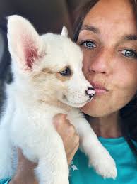 Advice for raising blind and deaf corgi?