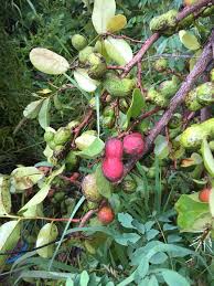 Image result for Sporobolus myrianthus