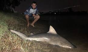 They have been reported 3700 km (2220 mi) up the amazon river in peru, and over 3000 km (1800 mi). Gold Coast Teenager Hauls In 1 5m Bull Shark From Canal Daily Mail Online