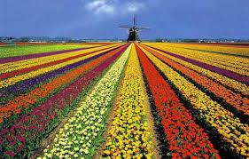 Bildergebnis für bilder keukenhof
