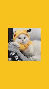 Wallpaper Yellow Cat Kitten Wallpaper Cute Cat Wallpaper Cat Wallpaper
