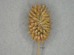 Image result for Cyperus cyperoides