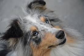 Hd Wallpaper Adult Blue Merle Rough Collie Dog Portrait Bitch Eyes Blue Eyes Brown Wallpaper Flare Бордер коли (mk) brown and white with one blue and one brown eye. adult blue merle rough collie dog