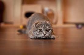 Dunyanin En Sevilen Kedi Irki Scottish Fold Bilgiustam