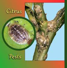 Scale, mealybug, aphids and whiteflies are closely related species that. Pest Control Scale Insects Hearts Pest Management