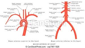 They do not give off any branches in the neck. The Major Arteries Abdominal Vascular Anatomy Abdominal Vasculature Structure Of The Aorta The Aorta And Its Branches Canstock