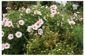 They were replaced in late summer and. Hardy Hibiscus Season