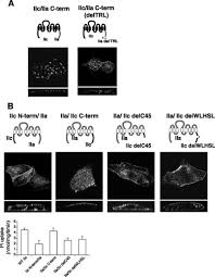 Reputation of this domain is mostly fine. An Apical Expression Signal Of The Renal Type Iic Na Dependent Phosphate Cotransporter In Renal Epithelial Cells American Journal Of Physiology Renal Physiology