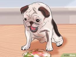 Several conditions can cause your dog to have a bloody stool and vomit: How To Tell If Your Dog Has Parvo 11 Steps With Pictures