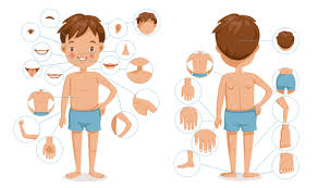Match words and pictures (matching exercise) and write the words (spelling exercise). Human Body Parts Stock Photos And Images 123rf
