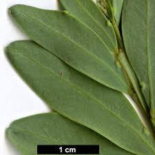 Image result for Acacia hockii