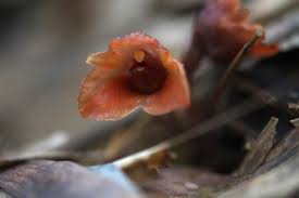 Image result for Gastrodia ballii