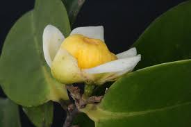 Image result for Lecythidaceae