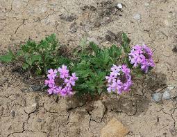 Les violettes cornues, des pensées à petites fleurs. Comment Rater La Plantation De Ses Vivaces En 6 Lecons