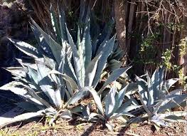 Then you will know for certain that it is a cactus, or not. Top 12 Cacti And Succulents For Full Sun Succulent Plant Care