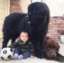 1552985616 c5b77fe4a38ac41192a63bce16fc3ac91352f930 jpg kopek turleri kopek oyuncaklari kopek aksesuarlari