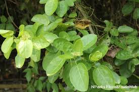 Image result for Premna mooiensis