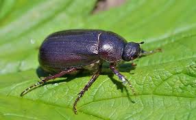 Why do june bugs fly at you? June Bug Introduction Life Cycle Remedies