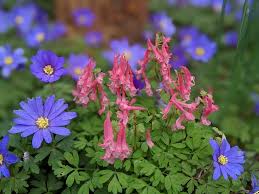 Image result for Corydalis