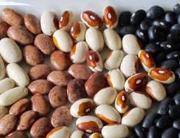 Image result for Phaseolus