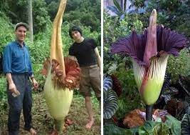 Titan Arum Images Via Metareligion And Answers Com The Titan Arum Or Amorphophallus Titanum Is Not The World S Rare Flowers Strange Flowers Wonderful Flowers