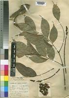 Image result for Bussea