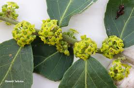 Image result for Mystroxylon