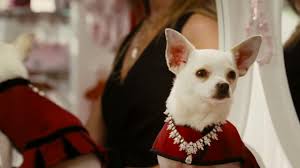 It does go overboard in camp with dogs in. Beverly Hills Chihuahua Reviews Metacritic