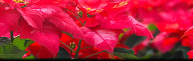 Maybe you would like to learn more about one of these? Salt Lake City Utah Quality Flowers And Plants