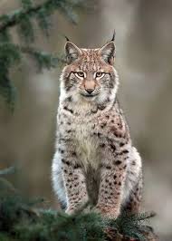 Un luchs de la 9. Pin On Alles