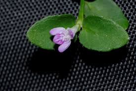 Image result for Justicia stachytarphetoides