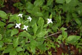 Image result for Bouvardia longiflora