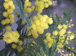 Image result for Acacia