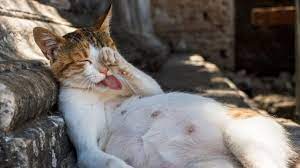 Salah satu masalah kesehatan yang umum ditemukan pada kucing senior alias kucing tua adalah demensia. Perhatikan Ciri Ciri Kucing Hamil Cara Mempersiapkannya Pintarpet