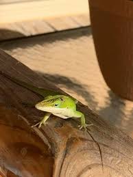 Everything you could want in a pest control company. Allstar Pest Control Home Facebook