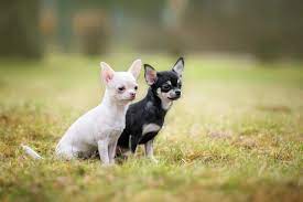 10 clues about one piece that oda left in the manga for years. Chihuahua Charakter Was Ist Typisch Fur Das Chihuahua Wesen Chihuahuaseite De