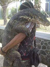 Monitor lizards are like cuddly pet dinosaurs (11 photos). Home Of Weird Pictures Strange Facts Bizarre News And Odd Stuff Cute Reptiles Reptiles And Amphibians Animals