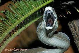 Black Mamba World S Fastest Snake Black Mamba Snake Black Mamba Snake
