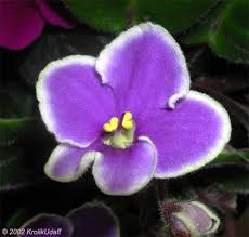 Image result for Saintpauliopsis