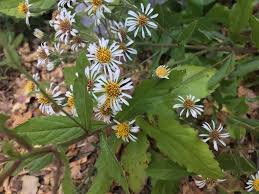 Image result for Asterochaete