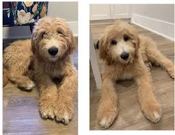Ergo, there is officially no better way to end a monday. Flanagan S First Puppy Trim Goldendoodles