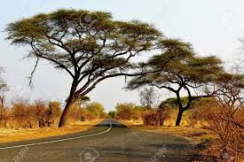 Image result for Burkea