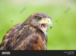 Download royalty free hawk screech sound effects and stock audio with mp3 and wav clips available from videvo. Hawk Possibly Harris Image Photo Free Trial Bigstock
