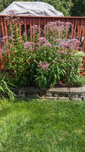 Image result for Pycreus mortonii