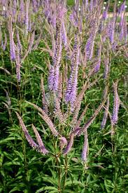 Veronicastrum Virginicum Fascination Kandelaberehrenpreis Pflanzen Stauden Und Staudenbeet