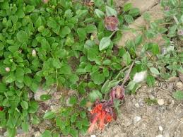 Image result for Falkia